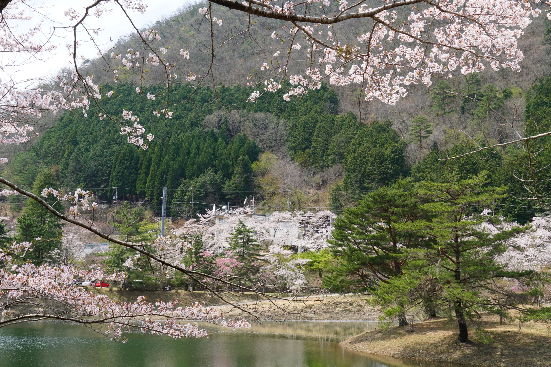 賀茂川を眺める