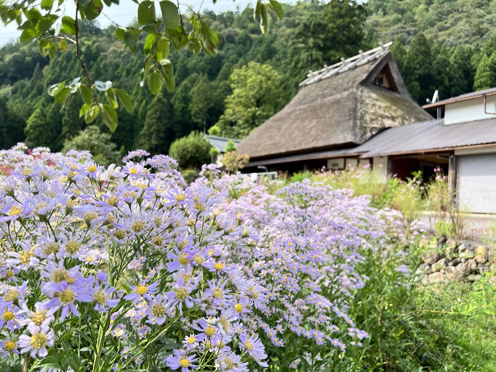 かやぶきの里・秋